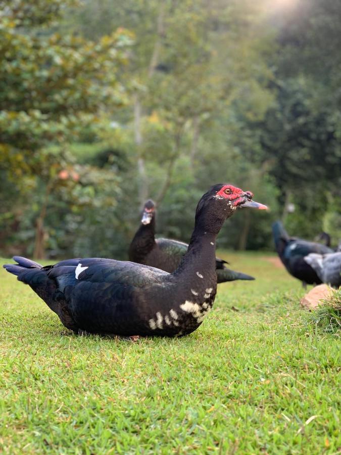 Parque Ribeirao - Cachoeira Da Fumaca - Camping Inn Santa Leopoldina